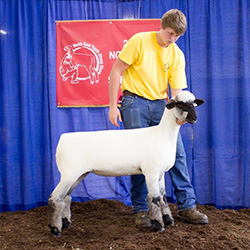 Breeding Sheep Online Results